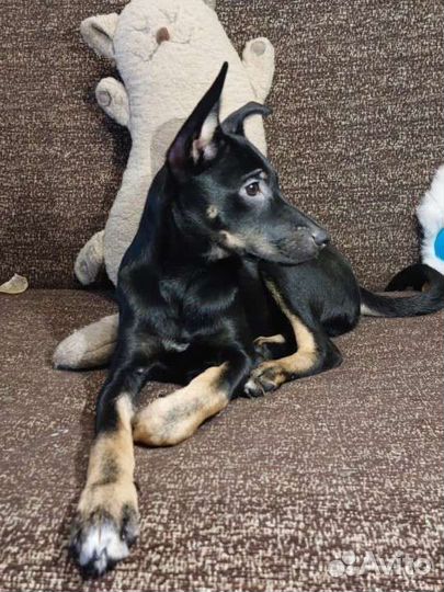 Собака в добрые руки