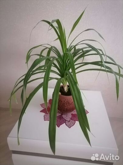 Пальма панданус