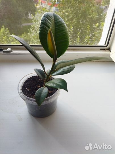 Фикус каучуконосный