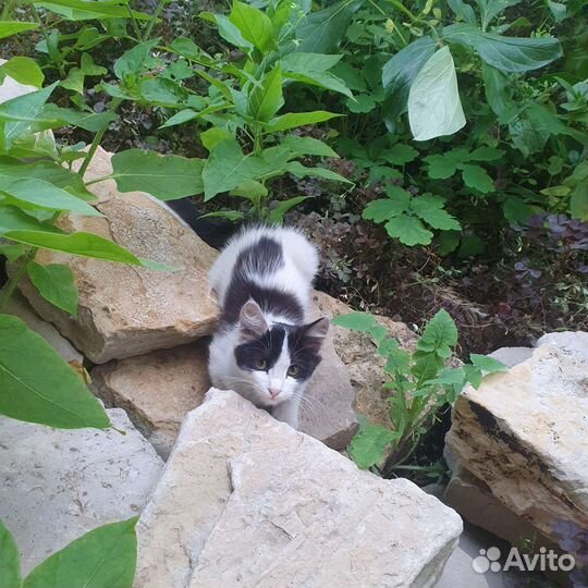 Котенок