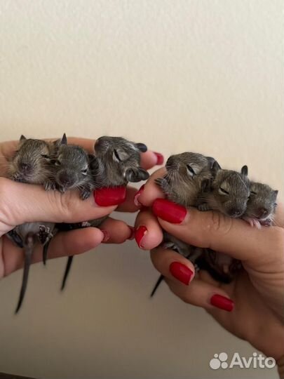 Дегу самка и малыши чилийская белка