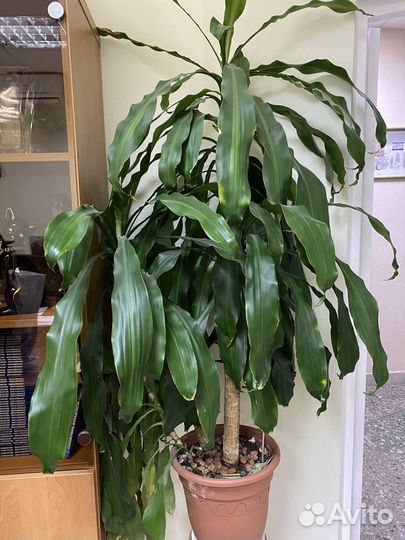 Драцена душистая