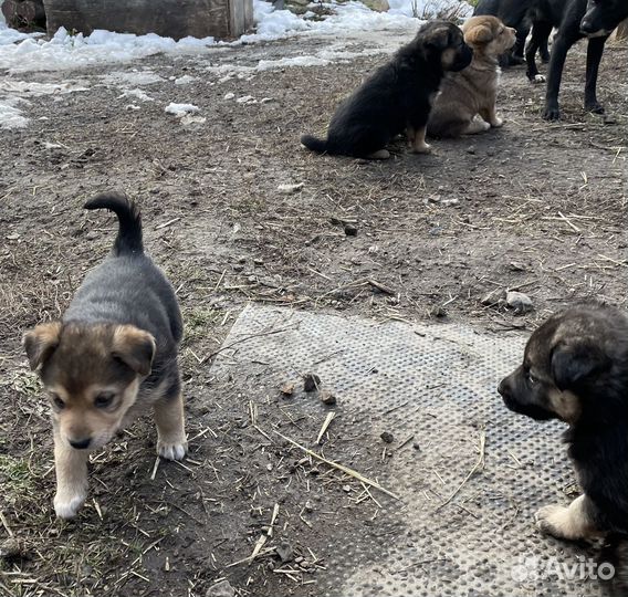 Щенки в хорошие руки