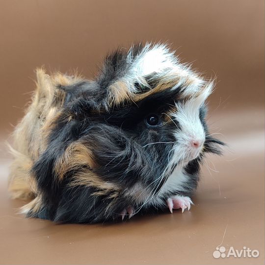 Морская свинка два месяца