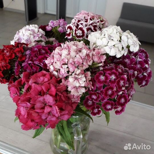 Турецкая гвоздика на срез, букеты