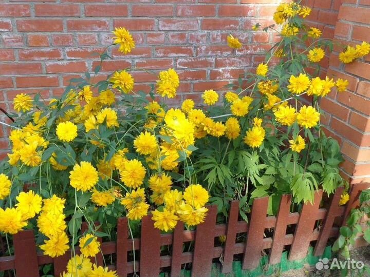 Многолетние цветы