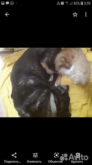 Кот 