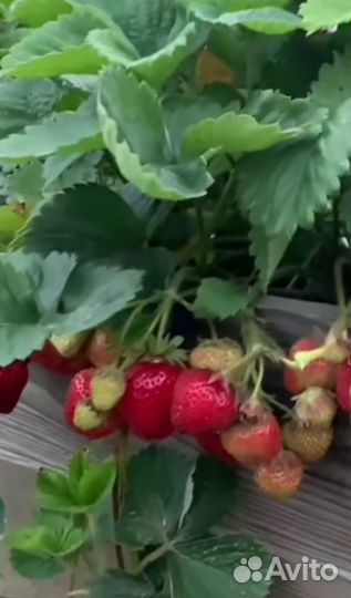 Кусты Виктории с отличной корневой системой