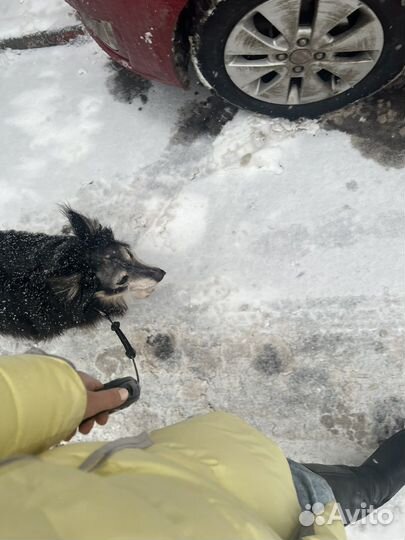 Выгул собак