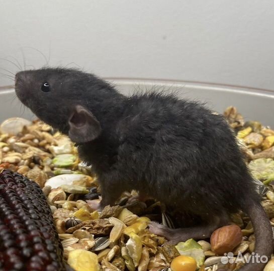 Крыса Дамбо редкие окрасы