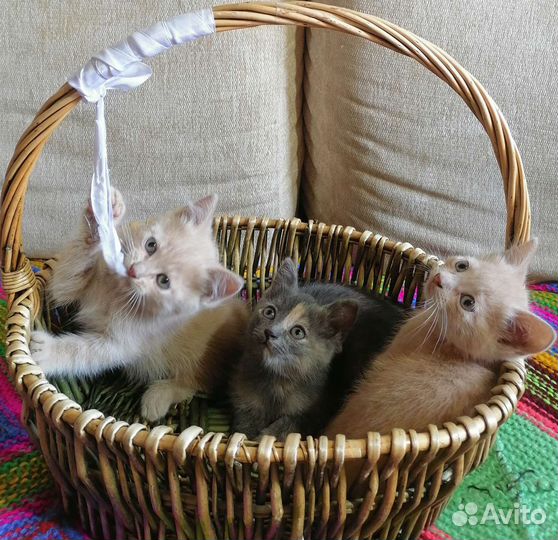 Очаровательные котята