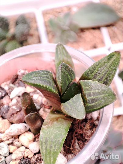 Суккуленты