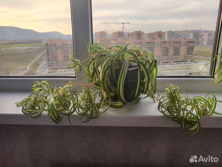 Хлорофитум кудрявый