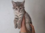 Котятки в добрые и заботливые руки