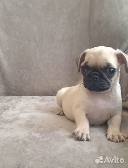 Девочка мопсик