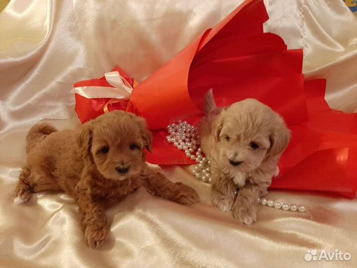 Мальтипу f1 по корейскому типу. Пуделя той ред