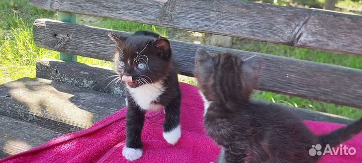 Отдам в добрые и надёжные руки котят 1 мес
