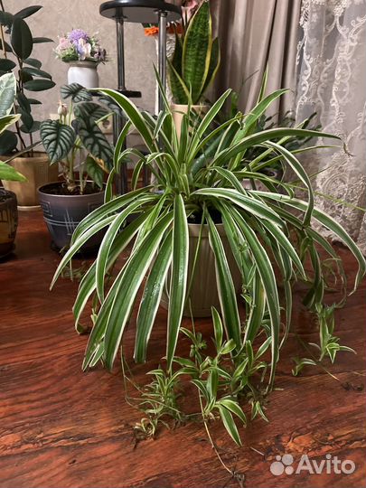 Хлорофитум