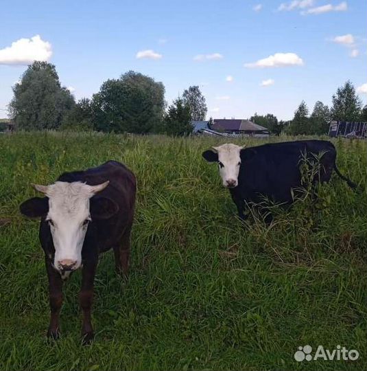 Коровы дойные, стельные. Тёлочки. Жеребёнок