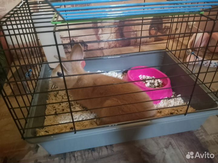 Декоративные кролики