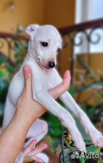 Щенки левретки