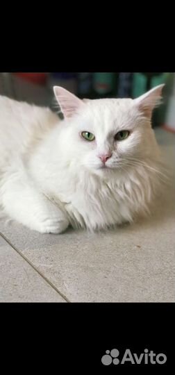 Кошка в добрые руки