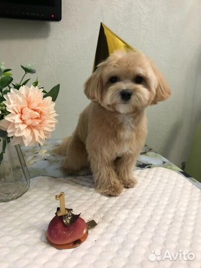 Вязка собак