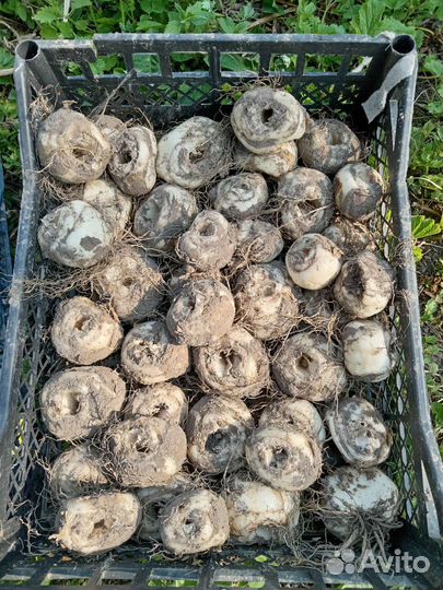 Рябчик императорский оранжевый