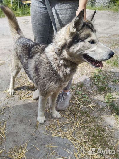 Собака в добрые руки