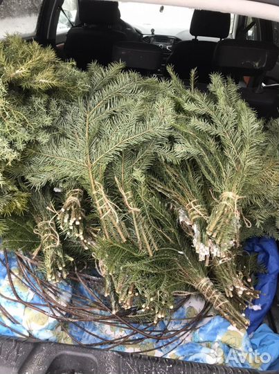 Пихтовые веники