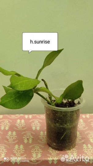 Укорененные черенки сортовых хой, сосновая кора 3л