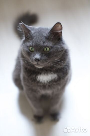 Добряк Томми ждёт своих людей