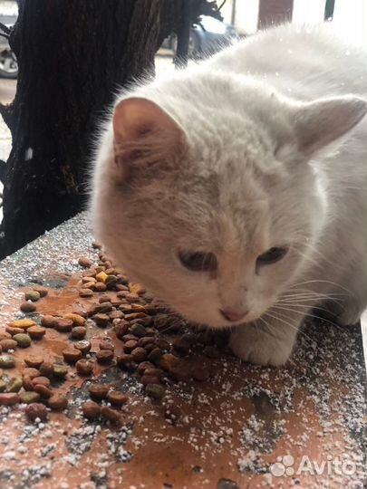 Белая кошечка,Турецкая ангора,выживающая на улице