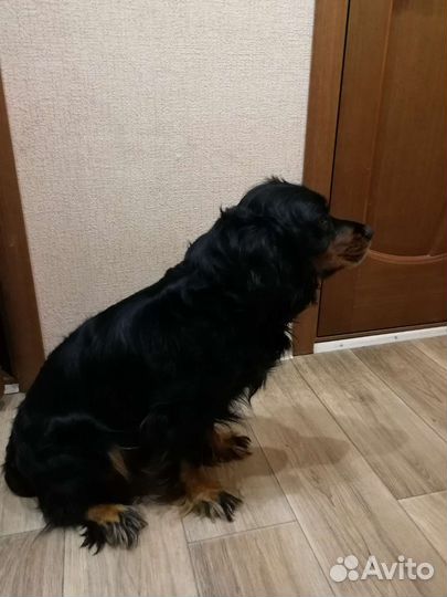 Русский спаниель вязка