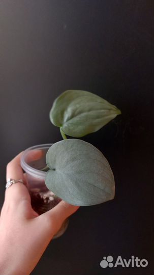 Сциндапсус Хиро/Платинум