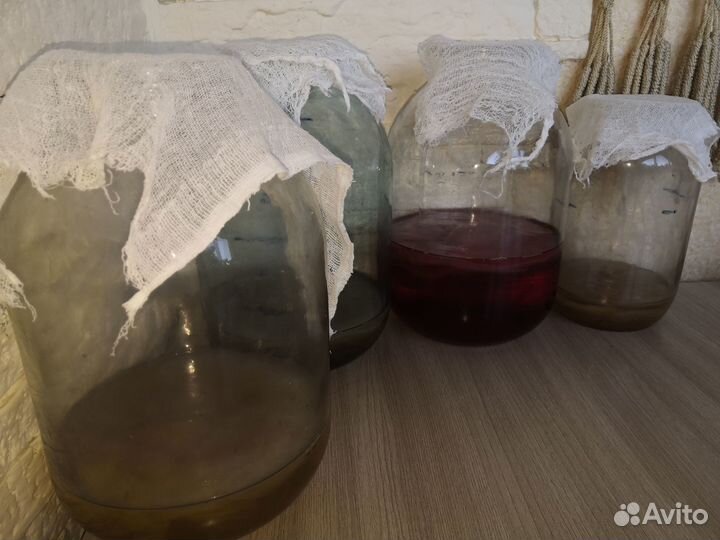 Чайный Гриб Комбуча