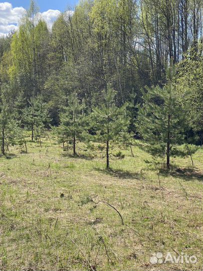 Саженцы сосны, ели