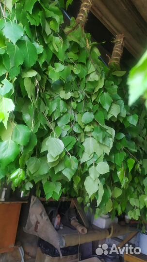 Березовые веники 2023 г