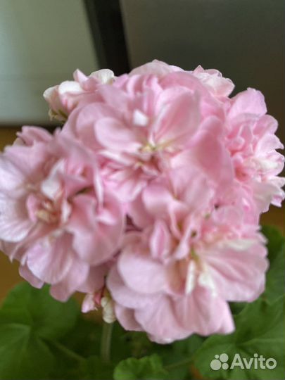 Пеларгонии