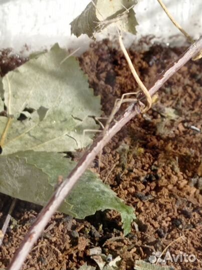 Аннамский палочник