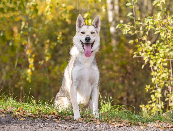 Собака Форд