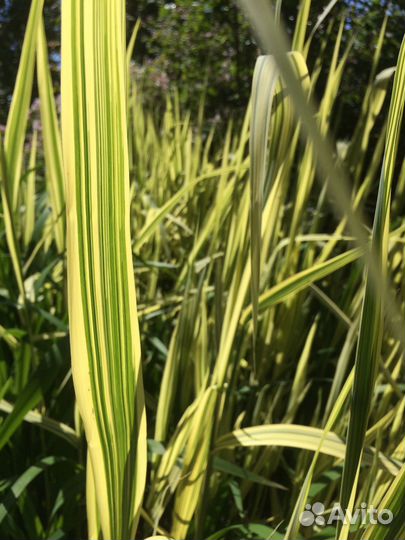 Водный Тростник Южный пестролистный желто зеленый