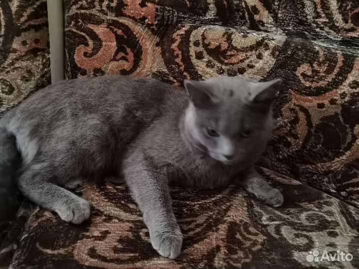 Кот британский