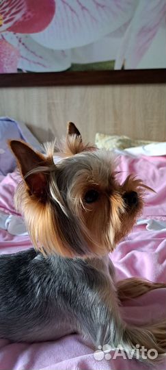 Вязка Йоркширский терьер