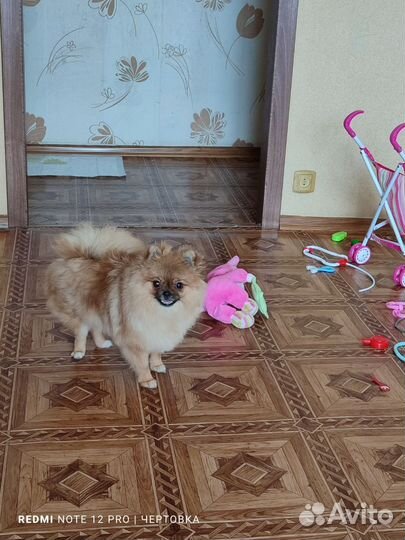 Померанский шпиц девочка