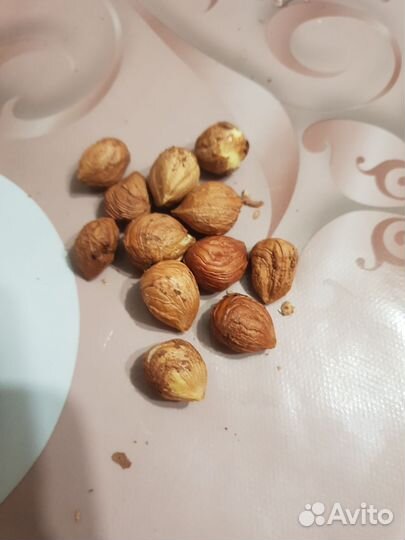 Орех фундук