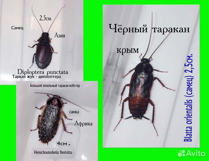 Кормовые тараканы для рептилий и пауков от 2-7см