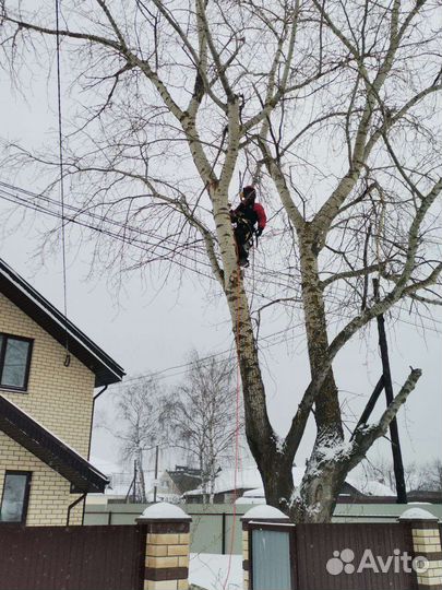 Спил деревьев