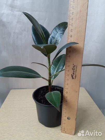 Фикус каучуконосный (эластика)