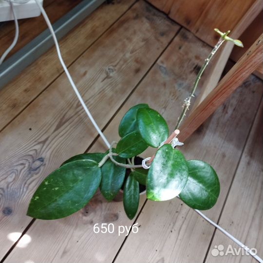 Хойи в ассортименте